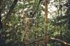 STIHL MSA 220 T 35 cm / PS3 PRO